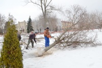В городском парке Богучаре проводятся  работы по спиливанию деревьев.